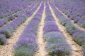 Lavender cultivation field in a sunny summer day Royalty Free Stock Photo