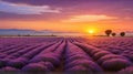 Lavender Dawn Royalty Free Stock Photo