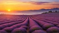 Lavender Dawn Royalty Free Stock Photo