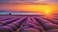 Lavender Dawn Royalty Free Stock Photo