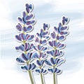 Lavender, decorative