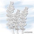 Lavender, decorative