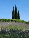 Ornamental beam with lush flowering lavender bushes Royalty Free Stock Photo