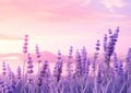 Lavender Dreams: A Pastel Kingdom Hearts Sunset in a Frozen Flow