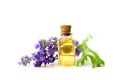 Lavender Essential Oil In Beautiful Bottle On White Background