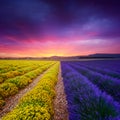 Lavender and everlasting field in Provence