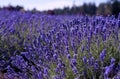 Lavender farm