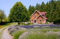 Lavender Farm