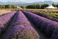 Lavender farm Royalty Free Stock Photo