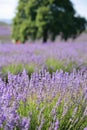 Lavender Farm Royalty Free Stock Photo