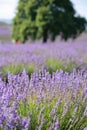 Lavender Farm