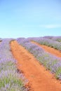 Lavender Farm Royalty Free Stock Photo