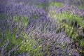Lavender farm in California. Beautiful flowers in bloom Royalty Free Stock Photo