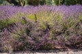 Lavender farm in California. Royalty Free Stock Photo