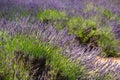 Lavender farm in California. Royalty Free Stock Photo