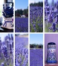 Lavender Farm Collage Royalty Free Stock Photo