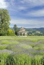 Lavender Farm Gazebo