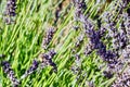 Lavender Farm, Mount Hood, Oregon Royalty Free Stock Photo