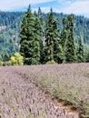 Lavender Farm, Mount Hood, Oregon Royalty Free Stock Photo