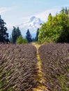 Lavender Farm, Mount Hood, Oregon Royalty Free Stock Photo