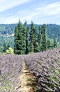 Lavender Farm, Mount Hood, Oregon Royalty Free Stock Photo