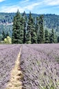 Lavender Farm, Mount Hood, Oregon Royalty Free Stock Photo