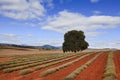 Lavender Farm Right Tree Royalty Free Stock Photo