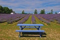 Lavender Farm with rows of blooming flowers and a blue bench Royalty Free Stock Photo