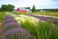 lavender farm, with rows of plants in full bloom