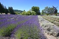 Lavender farm in Sequim, Washington on clear sunny summer day. Royalty Free Stock Photo