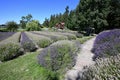 Lavender farm in Sequim, Washington on clear sunny summer day. Royalty Free Stock Photo