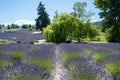 Lavender farm in Sequim, Washington on clear sunny summer day. Royalty Free Stock Photo