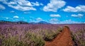 Lavender Farm with blue skies Royalty Free Stock Photo