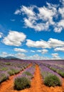 Lavender Farm with blue skies Royalty Free Stock Photo