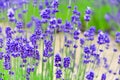 Lavender Farm in summer Royalty Free Stock Photo