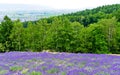 Lavender Farm in summer Royalty Free Stock Photo