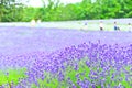 Lavender Farm in summer Royalty Free Stock Photo