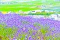 Lavender Farm in summer Royalty Free Stock Photo