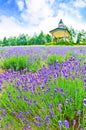 Lavender Farm in summer Royalty Free Stock Photo