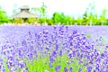 Lavender Farm in summer Royalty Free Stock Photo