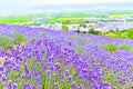 Lavender Farm in summer Royalty Free Stock Photo