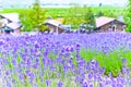 Lavender Farm in summer Royalty Free Stock Photo