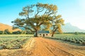 Lavender farm with tree