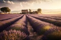 A lavender farm under the blush of the afternoon sun. Capture fields of purple lavender blossoms stretching into the distance