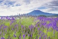 Fuji Mountain and Lavender Field at Oishi Park, Kawaguchiko Lake, Japan Royalty Free Stock Photo