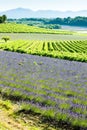 Lavender field