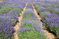 Lavender Field