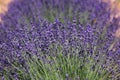 Lavender field