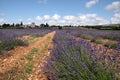 Lavender field Royalty Free Stock Photo