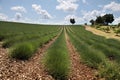 Lavender field